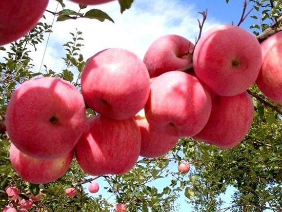 夏季蘋(píng)果樹(shù)管理技術(shù)要點(diǎn)