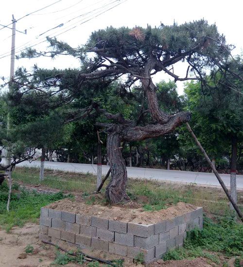 造型黑松