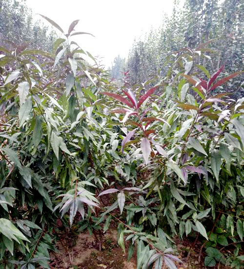 紅葉碧桃