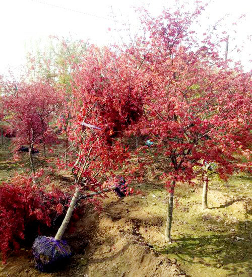 紅楓