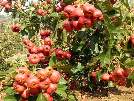 甜紅籽山楂