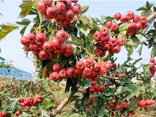 甜紅籽山楂