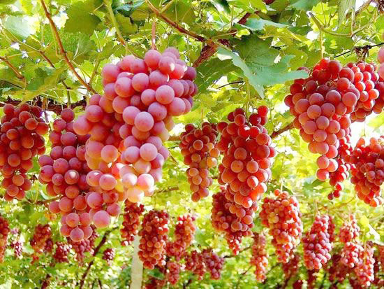 紅提