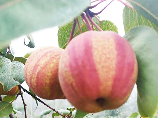 早酥紅梨