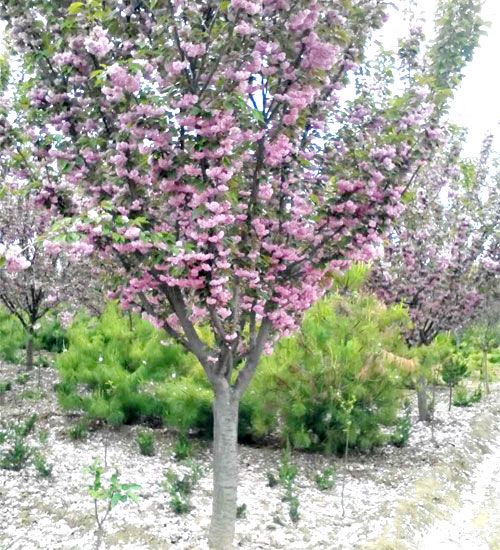 櫻花苗