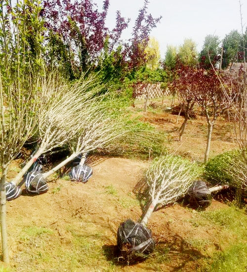 木槿