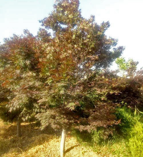 紅楓