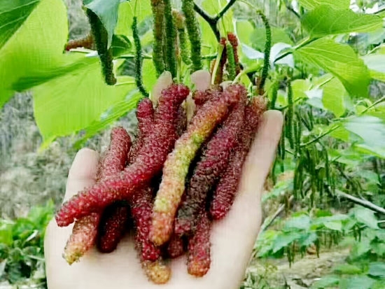 桑葚苗