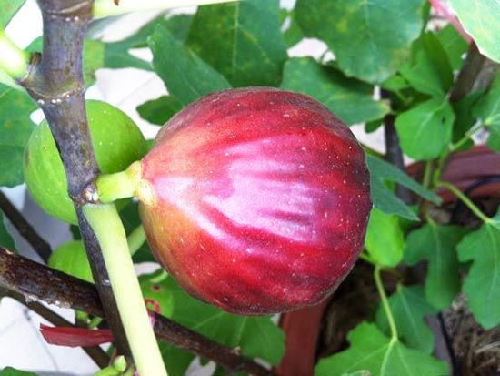 瑪斯義陶芬無花果苗