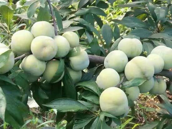 清脆李子