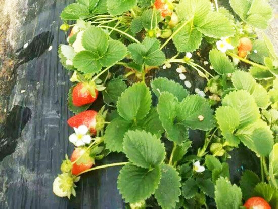 甜查理草莓苗