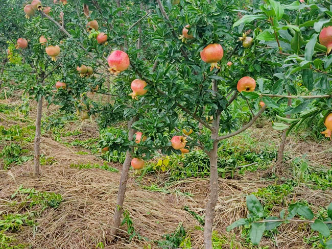 石榴樹苗