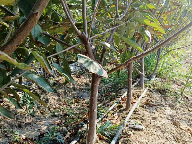 櫻桃樹苗